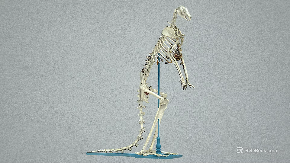 Reptile Skeleton Model Standing With Support Stand And Detailed Anatomical Structure 3d model 