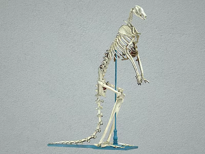 Reptile Skeleton Model Standing With Support Stand And Detailed Anatomical Structure 3d model