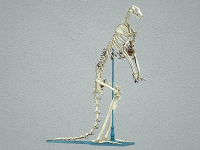 kangaroo skeleton animal skeleton kangaroo model