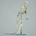 kangaroo skeleton animal skeleton kangaroo 3d model