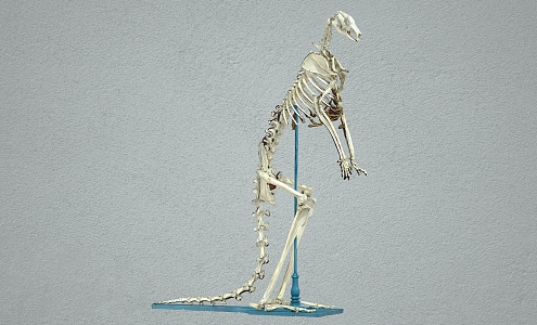 kangaroo skeleton animal skeleton kangaroo 3d model