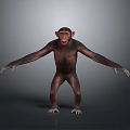 Chimpanzee in standing posture with arms outstretched against gray gradient background 3d model