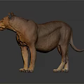 Full Body Standing Lioness on Dark Background with Clear Floor Reflection