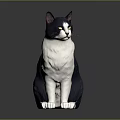 Blue and white cat sitting on dark background with bright yellow eyes