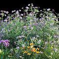 Vibrant Garden Flowers With Purple Yellow Blooms And Lush Green Leaves