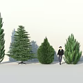 Various Arbor Species With Different Heights And Green Foliage Person Standing Beside