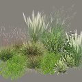Diverse Shrub Collection With Green Foliage White Flowers And Various Heights