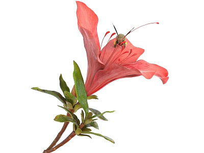 Flying Animal Perched On Vibrant Pink Flower With Fresh Green Leaves 3d model