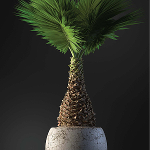 modern potted plant indoor potted plant 3d model