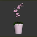 Pink Orchid Plant with Green Leaves and Pink Blooms in Pink Decorative Pot