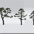 Three Pine Trees With Spreading Branches And Green Foliage Against White Background 3d model