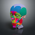 Colorful Facial Muscles Anatomical Model With Detailed Structure And Educational Use