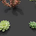 Various Succulent And Potted Plants With Colorful Flowers In Ceramic Pots