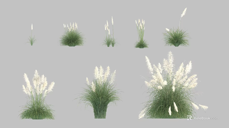 Different Types of Ornamental Grasses With White Plumes and Green Foliage 3d model 