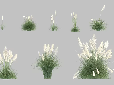Different Types of Ornamental Grasses With White Plumes and Green Foliage 3d model