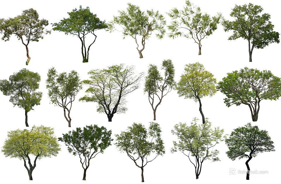 Collection of Diverse Arbor Trees Featuring Green Foliage and Sturdy Trunks 3d model 