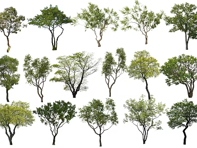 Collection of Diverse Arbor Trees Featuring Green Foliage and Sturdy Trunks 3d model
