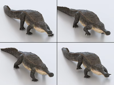 Detailed Reptile Crocodile 3D Model Displayed From Various Angles With Scaled Skin And Realistic Features 3d model