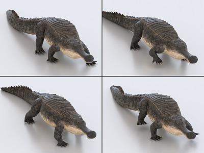 Crocodile with binding and crawling animation emperor crocodile 3d model