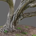 Natural Twisted Wood Tree Trunk With Exposed Roots Textured Bark And Green Grass