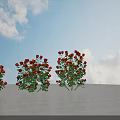 Red Rose Bushes of Different Sizes on White Ground with Shadows