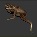 Realistic Spotted Toad With Large Eyes Leaping On Dark Background