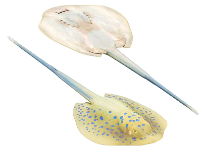 Aquatic Animals Blue Spotted Yellow Stingray And Horseshoe Crab With Long Tail And Flat Body 3d model