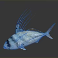 Blue And White Striped Fish With Black Head And Long Dorsal Fin Rays