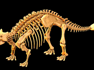 Prehistoric Reptile Dinosaur Skeleton Display With Ancient Fossil Bone Structure 3d model