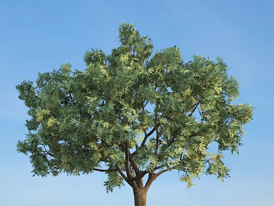 Lush Green Arbor With Dense Foliage And Strong Trunk Against Blue Sky 3d model
