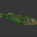 Red Fish With Transparent Body Prominent Eyes On Gray Background And Reflection On Smooth Surface