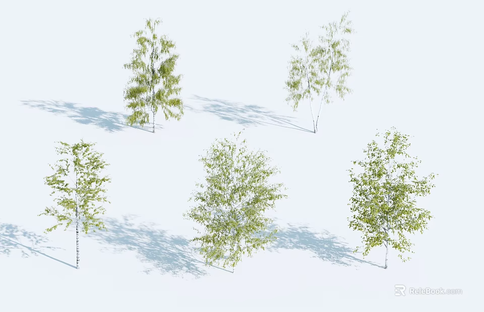 Five Arbor Trees With Green Leaves And Trunks Casting Shadows On White Background 3d model