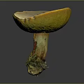Natural Fresh Edible Mushroom With Yellow Cap Light Inner Surface And Mossy Root