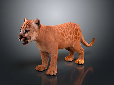 3D Rendered Young Cougar Model With Brown Spotted Fur And Standing Pose On Dark Background 3d model
