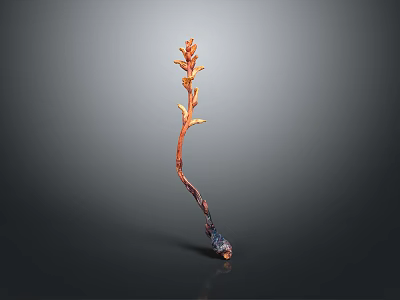Unique Orange Plant With Slender Stem And Blooms On Minimal Gray Background 3d model