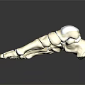 Medical Device 3D Rendered Foot Bone Model Anatomical Skeletal Structure for Orthopedic Education