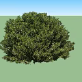 Four Green Lush Round Shrubs With Dense Foliage For Garden Landscaping
