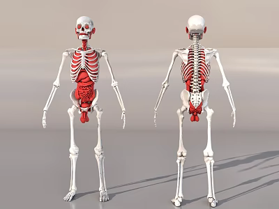 Medical Skeleton Model With Front And Back Views And Internal Organs 3d model