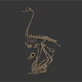 Animal Skeletons Display With Different Sizes Bone Structure And Skull Models 3d model