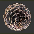 Vibrant Layered Pinecone With Orange And Purple Scales On Dark Background