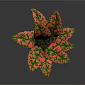Vibrant Red And Green Leaf Plant In Green Pot With Glossy Surface