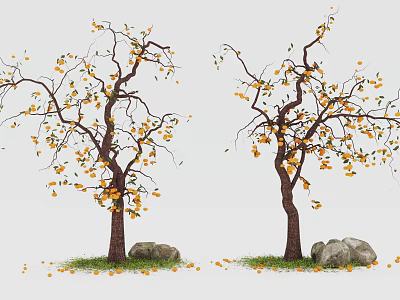 arbor persimmon tree fruit tree landscape tree pool arbor 3d model