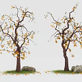 arbor persimmon tree fruit tree landscape tree pool arbor 3d model