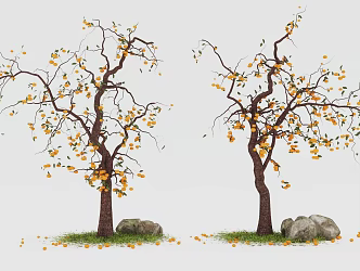 arbor persimmon tree fruit tree landscape tree pool arbor 3d model