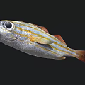 Vibrant Striped Aquatic Fish Featuring Large Eyes Silver Body Yellow Stripes And Red Fins