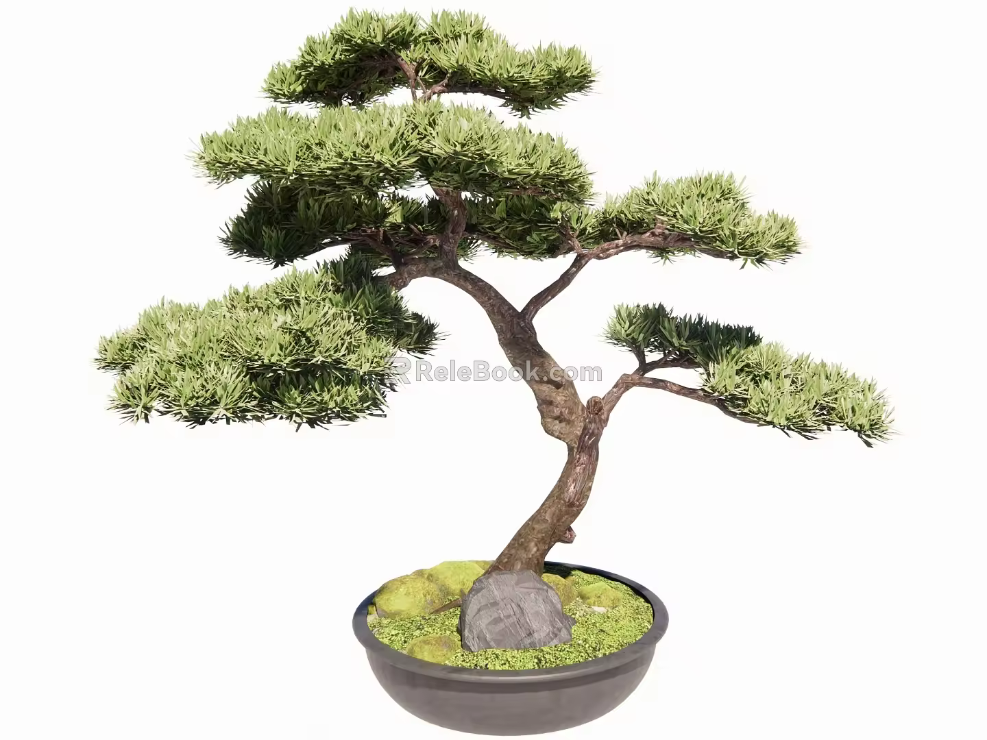 modeling tree modeling pine potted plant 3d model