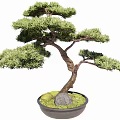 modeling tree modeling pine potted plant 3d model