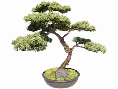 Lush Bonsai Tree with Curved Trunk in Black Pot and Mossy Base with Stone 3d model