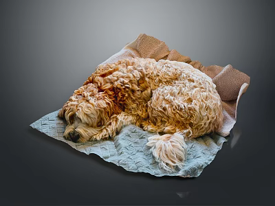 Curly Haired Dog Sleeping Comfortably On Soft Blue And Brown Blankets 3d model