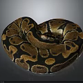 Beautiful Coiled Brown and Black Patterned Snake on Dark Background